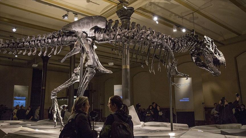 Encuentran En Canada El Fosil De T Rex Mas Antiguo Y Grande Del Mundo
