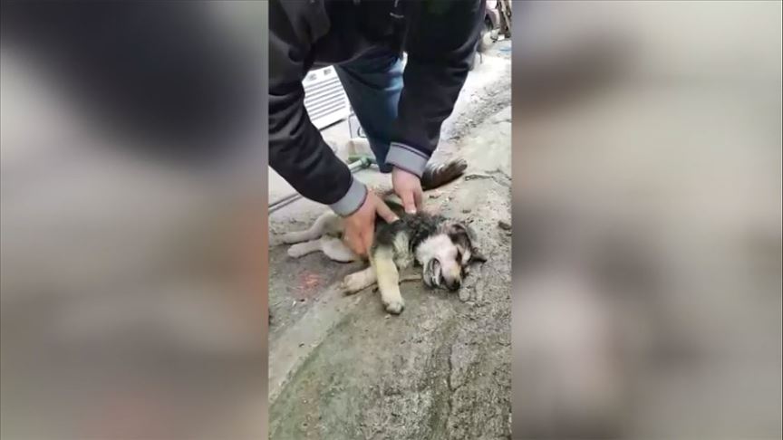 Köpeği masaj ve suni solunumla hayata döndürdü