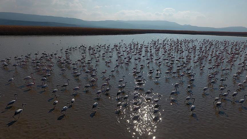 بحيرة "غالا" التركية.. جنة لمختلف الطيور   