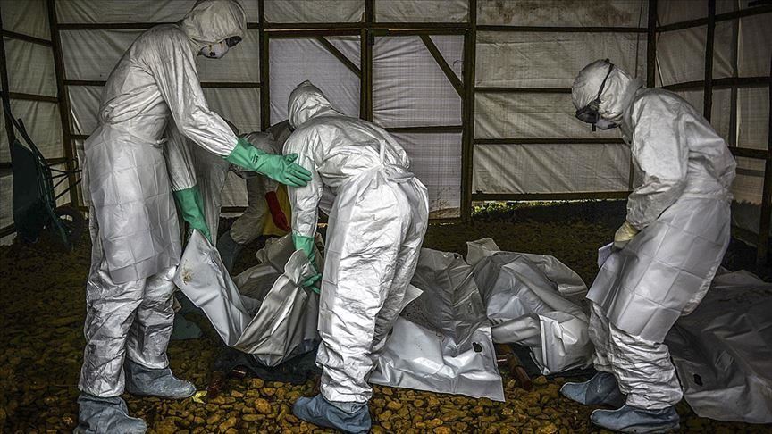 Aumentó a 564 el número de muertes por ébola en el Congo