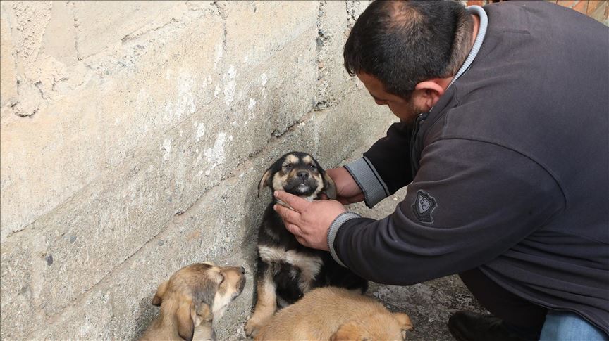 Hombre Salva La Vida De Un Cachorro Despues De Practicarle Respiracion Artificial Hombre Salva La Vida De Un Cachorro Despues De Practicarle Respiracion Artificial