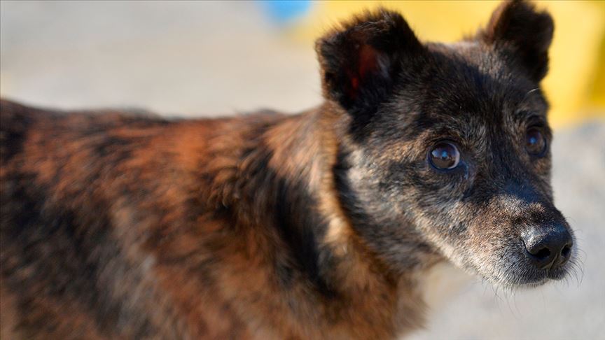 Köpeğe katarakt ameliyatı yapıldı