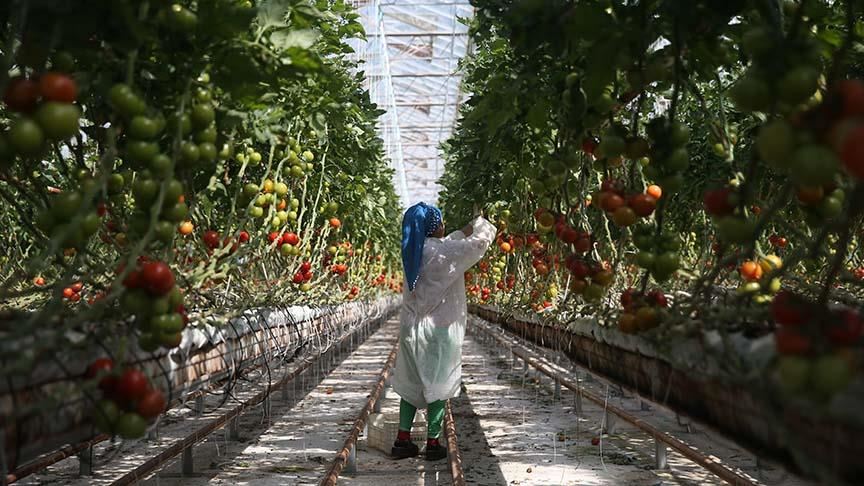 تركيا...استثمارات عربية في قطاع الزراعة البلاستيكية بالحرارة الجوفية