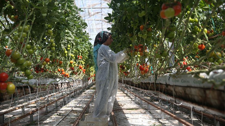 Yabancı sera yatırımcıları rotayı Şanlıurfa'ya çevirdi  
