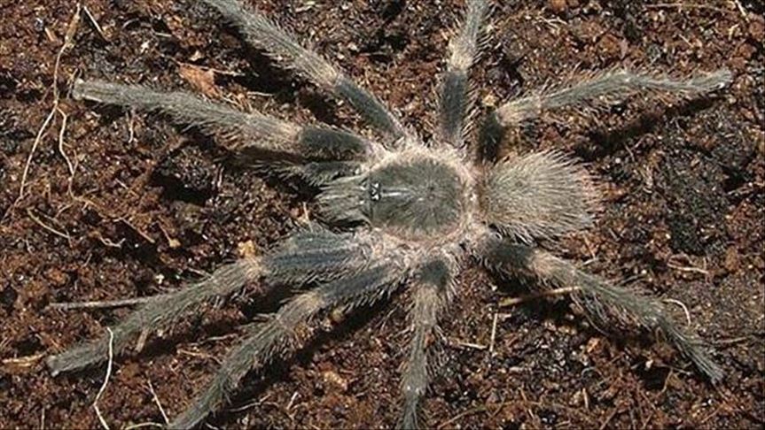 Hundreds of spiders seized at Philippine airport