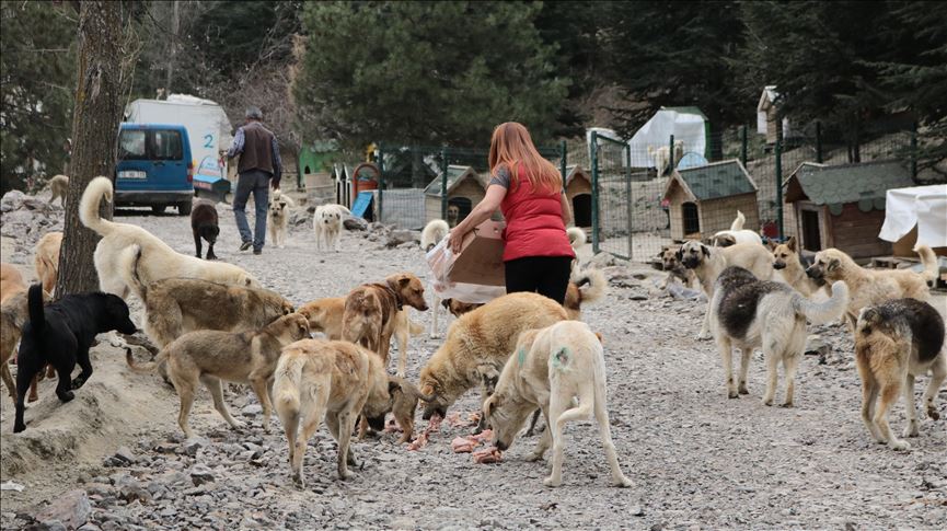 Animal lovers in Ankara mark World Stray Animals Day