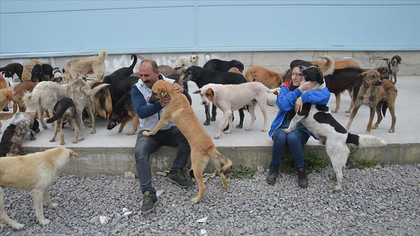 Sokak hayvanlarına sahip çıkıyorlar