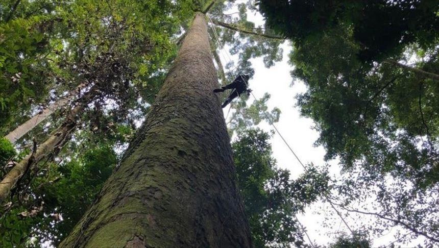 Científicos descubren el árbol tropical más alto del mundo en Malasia
