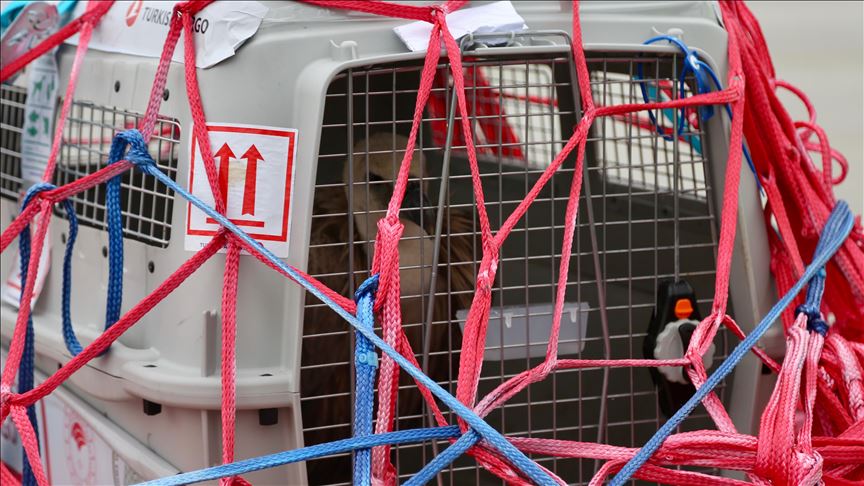Turkey returns griffon vulture to Serbian home