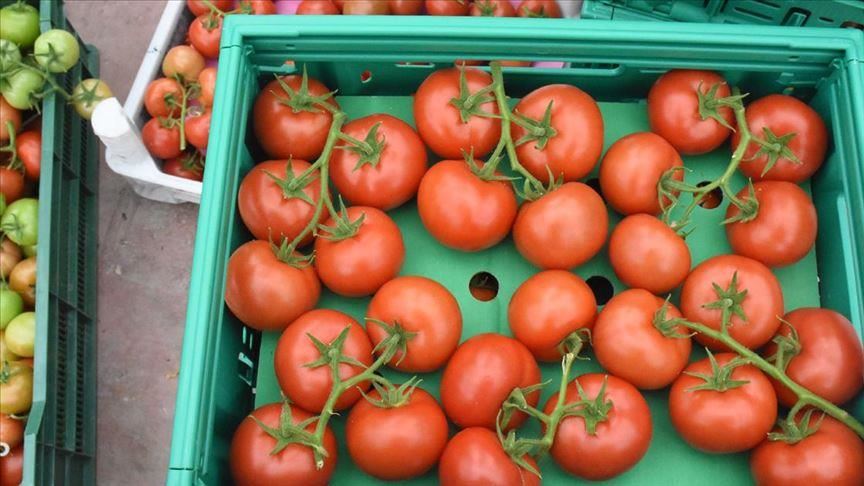 Турция наращивает экспорт томатов в Россию