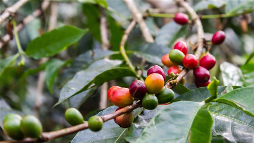 Cafeteros colombianos reciben ayudas estatales por COP 255.000 millones