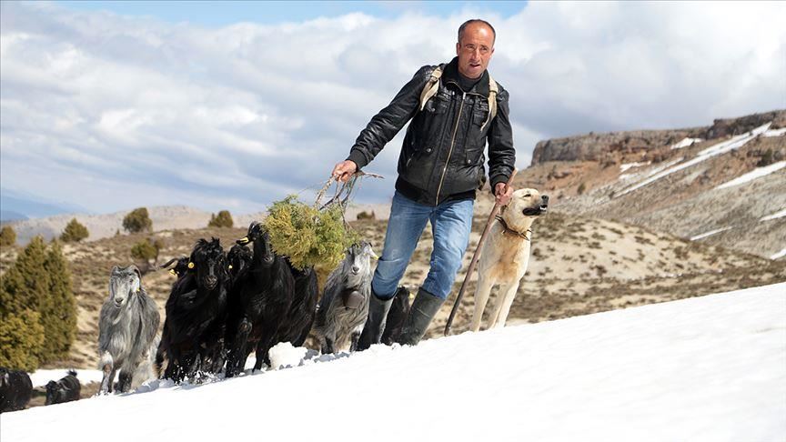 Turkish shepherds fight 'Siberian' cold to tend flocks