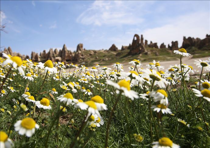 أزهار الربيع.. تضفي سحرا على كبادوكيا التركية