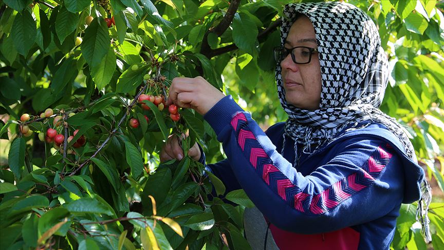 Tanesi 1 liraya satılan erkenci kiraz hediyelik oldu
