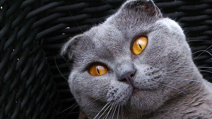 Brüksel'de bazı kedi cinslerinin yetiştirilmesi yasaklandı