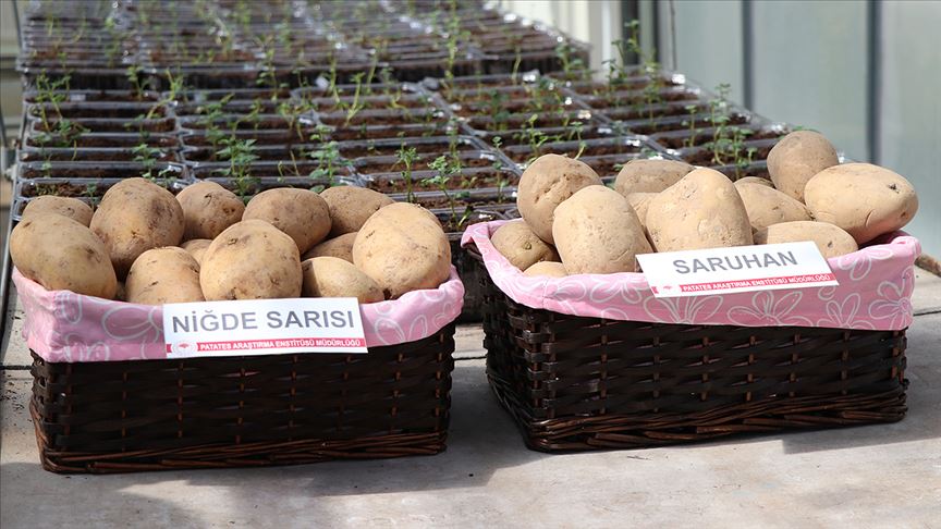 2 yerli patates çeşidi daha tescillendi