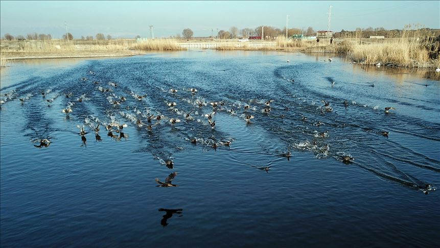 میزبانی ایغدیر ترکیه از پرندگان مهاجر
