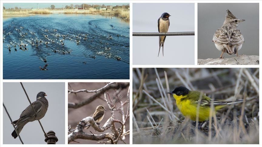 Qyteti turk Iğdır një nga vendet më të rëndësishme për shkencën e zogjve