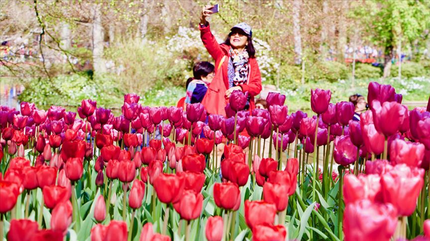 حديقة كويكنهوف الهولندية تتزين بأزهار التوليب
