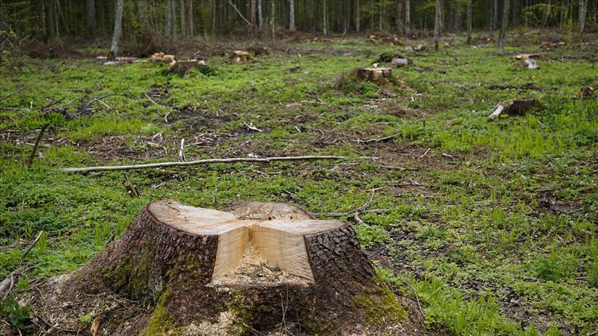 Dünyada 2018'de 12 milyon hektar ormanlık alan yok oldu