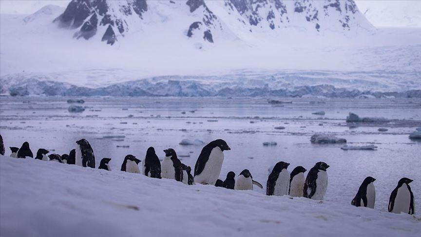На Антарктикот во 2016 година се удавиле илјадници млади пингвини