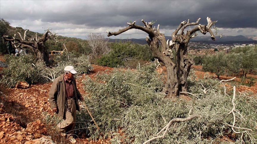 Jevrejski doseljenici uništili palestinski maslinjak kod Ramallaha