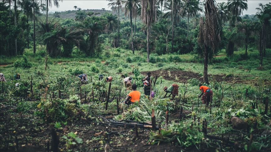 43% of Nigerian children engaged in child labor