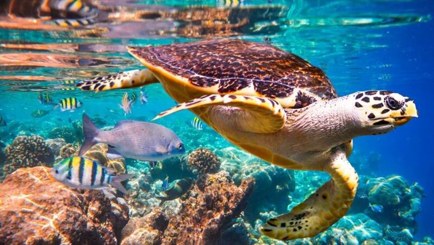 Un millón de especies animales y vegetales están amenazadas de extinción