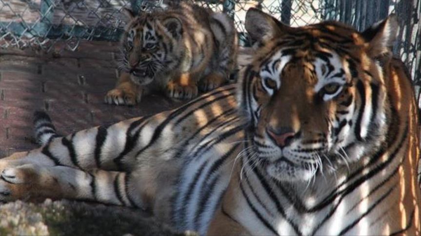 U Indiji u šest godina ubijeno više od 650 tigrova