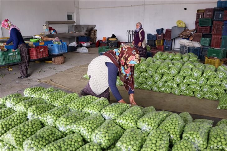 تركيا.. منطقة "كوكصو" تبدأ بتصدير ثمار البرقوق الأخضر