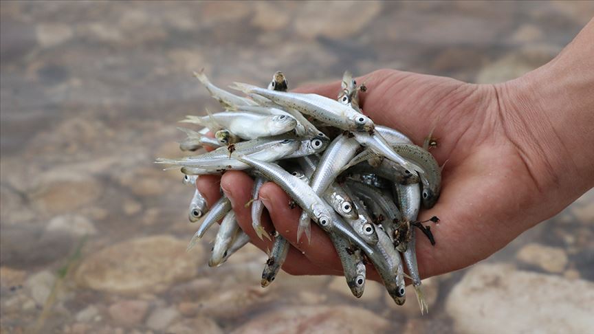 Kayseri'nin gümüş balığı Avrupa sofralarında