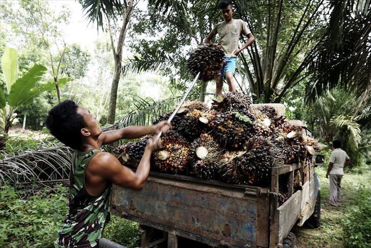 Perancis: Kami bukan musuh kelapa sawit