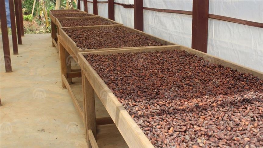 Colombia y Canadá lanzan proyecto de cooperación “Agroemprende Cacao”