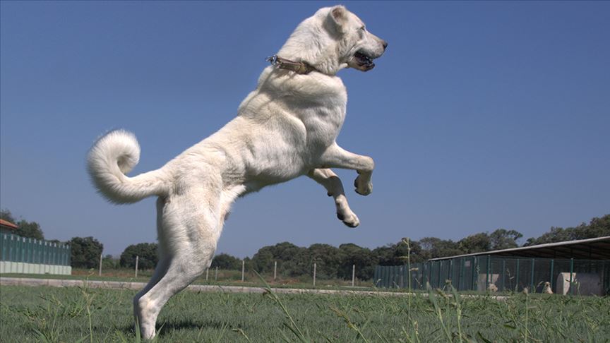 تركيا.. تدابير للحفاظ على نقاء سلالة كلاب "الكانغال" و"أكباش" الشهيرة