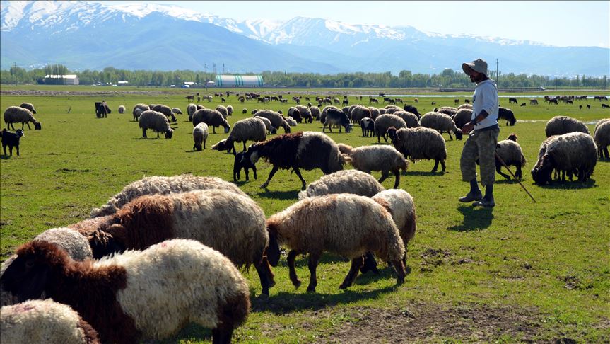 Li Mûşê di meha remezanê da şivanî