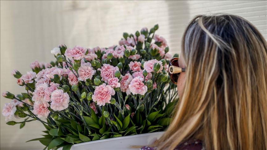 صادرات گل میخک محلی ترکیه به سراسر جهان
