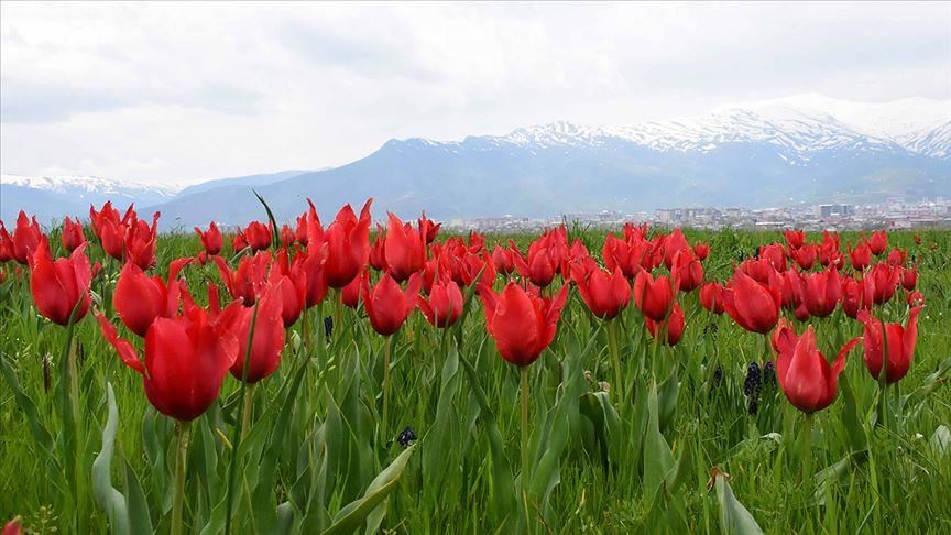 گوڵاڵە سوورەی مووش دەبێتە سەرچاوەی داهات