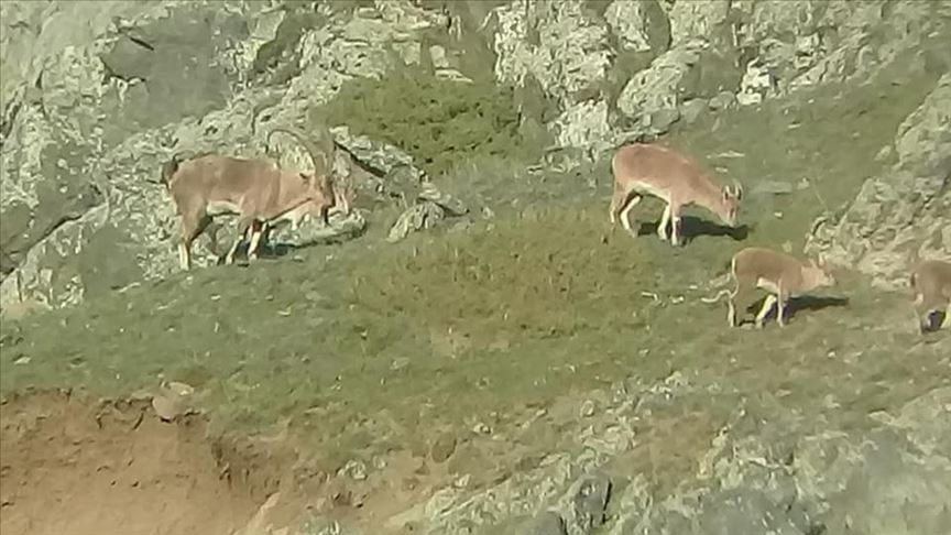 Dağ keçileri sürü halinde görüntülendi