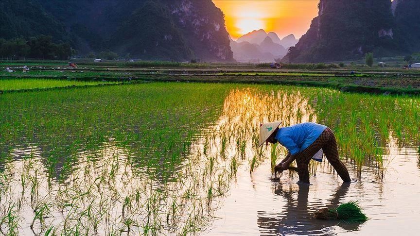 ژاپۆن .. له‌دوای هه‌شت ساڵ له‌و ناحیه‌یه‌ی كاره‌ساتی ئتۆمی روویدا برنج چێنرا 