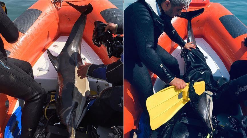 Turkish divers rescue dolphin in Black Sea