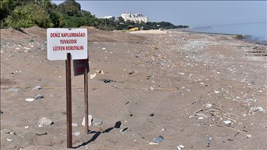 'Kumsala çıkan deniz kaplumbağalarını ürkütmeyin'