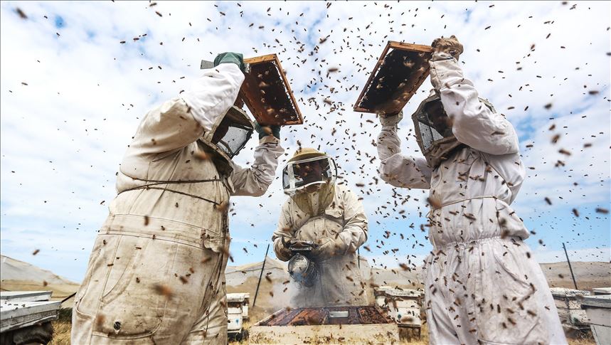 Turkey world’s second largest beekeeping country 
