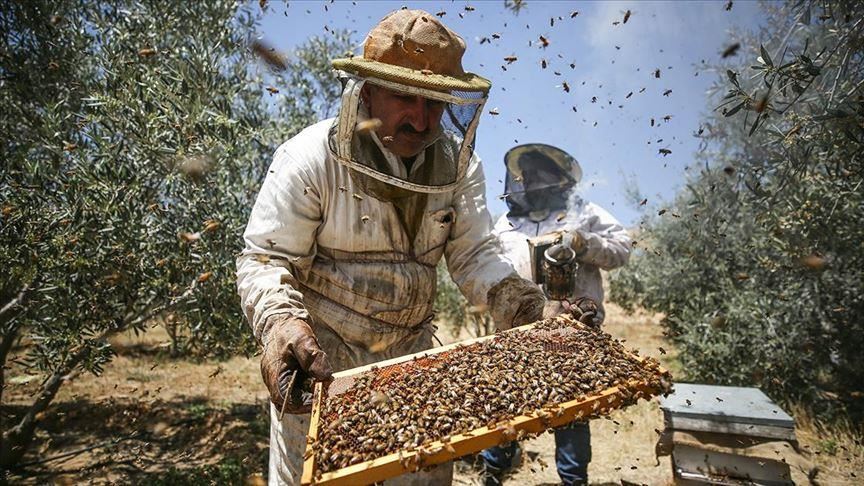 To bee or not to bee: World marks Bee Day