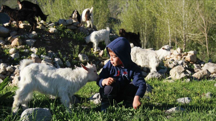 Li Ovacikê kar û bizin li merayan diçêrin