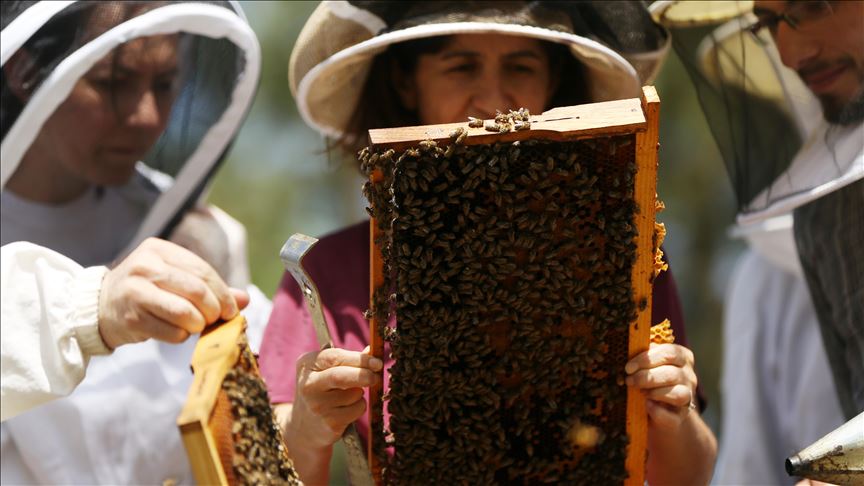 Las abejas, responsables de polinizar el 75% de los cultivos claves
