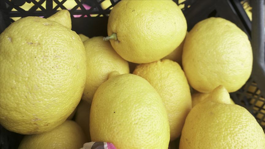Narenciye ihracatını limon sırtladı
