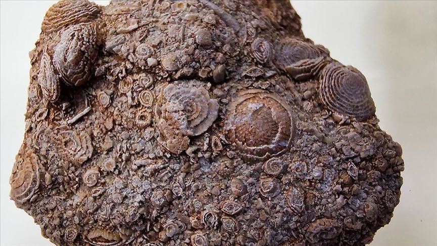 50-million year-old nummulite exhibited in SE Turkey