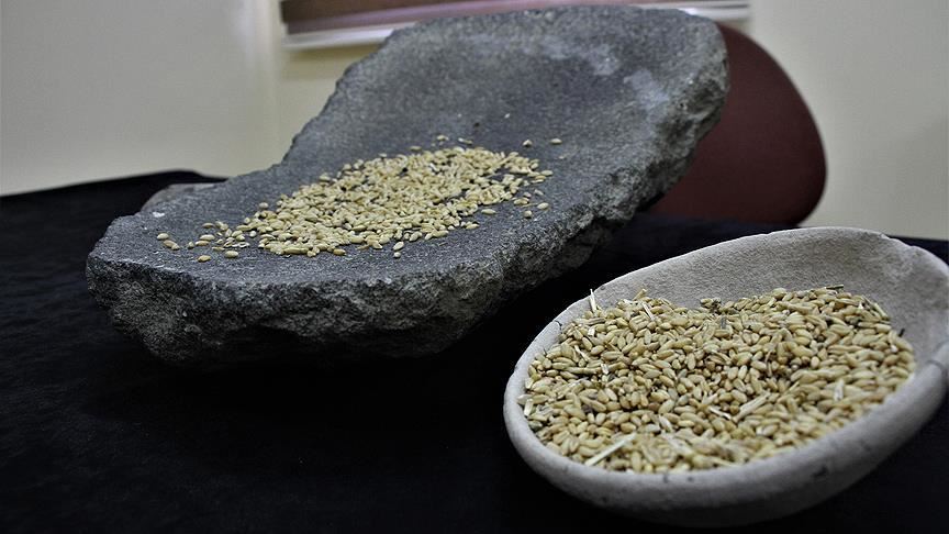 Ancient grain a remedy for food insecurity in E. Africa?