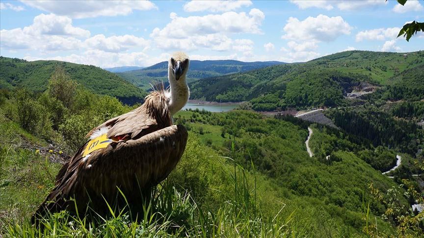 Uvac: Beloglavi sup Dobrila ponovi leti sa svojim jatom