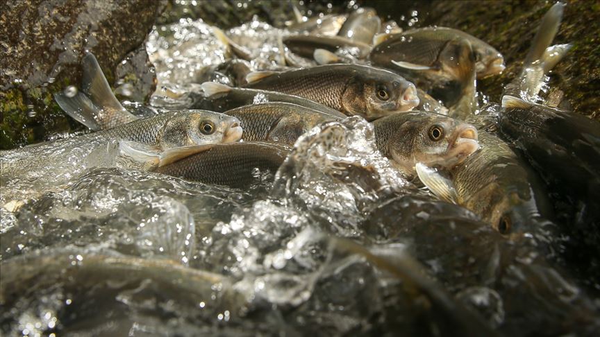 بحيرة وان التركية.. استمرار هجرة أسماك "البوري"